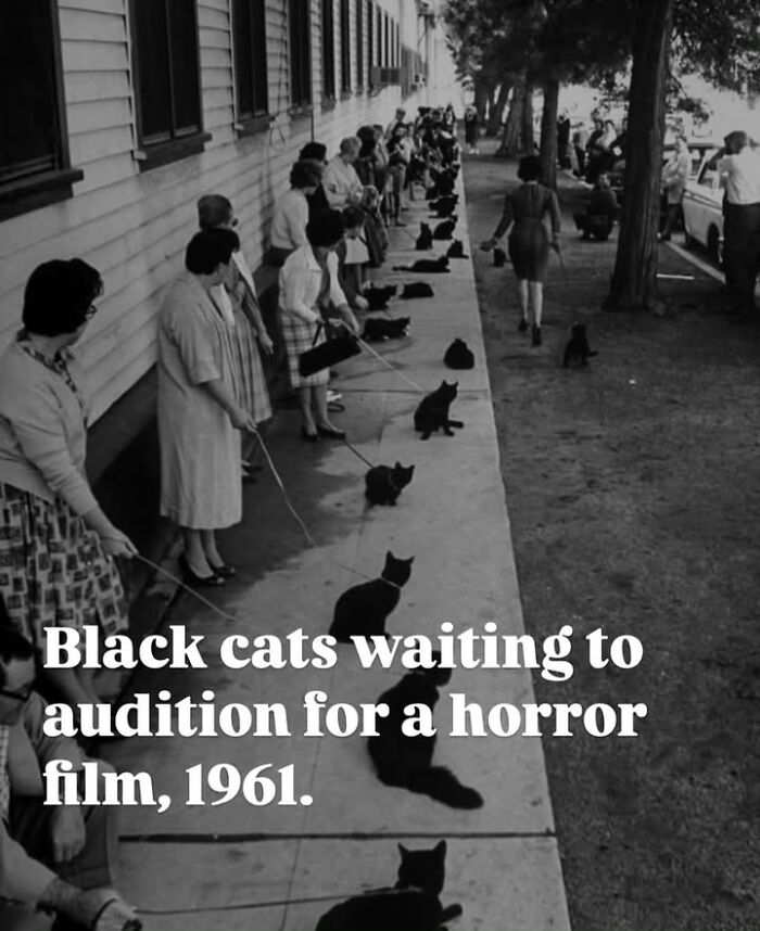 97 Fascinating Historical Photos That Might Change Your Perspective On Pets