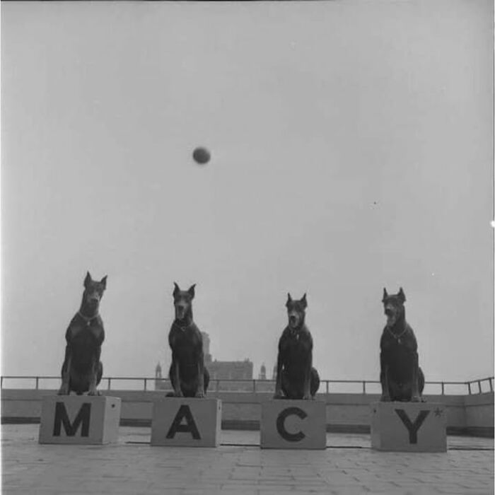 97 Fascinating Historical Photos That Might Change Your Perspective On Pets