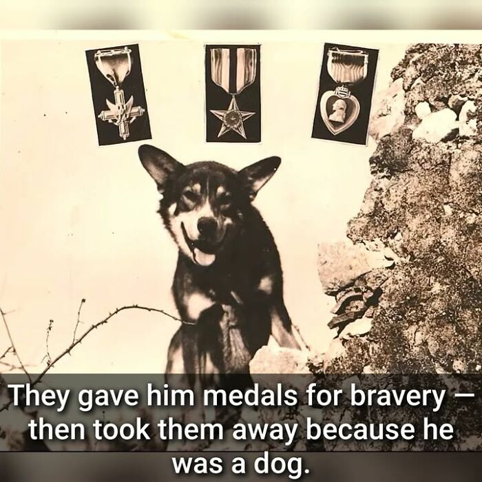 97 Fascinating Historical Photos That Might Change Your Perspective On Pets