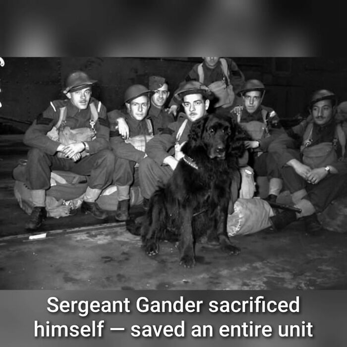 97 Fascinating Historical Photos That Might Change Your Perspective On Pets
