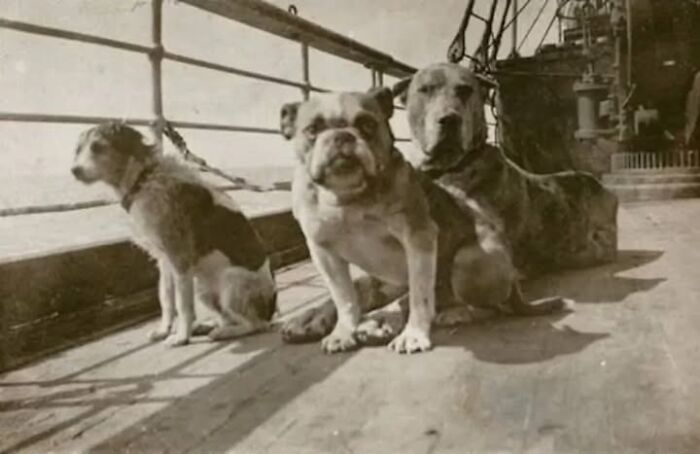 97 Fascinating Historical Photos That Might Change Your Perspective On Pets
