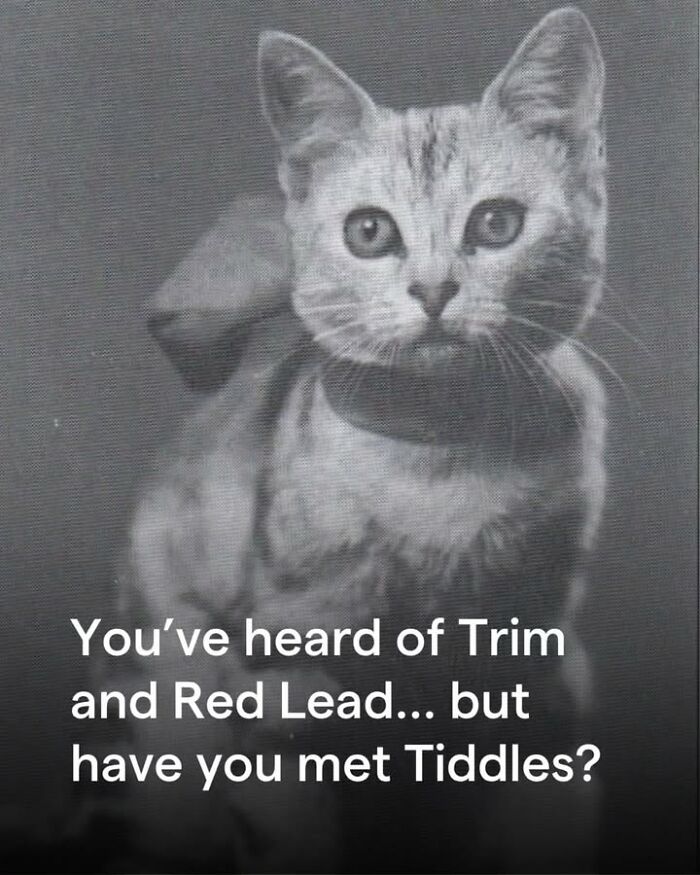 97 Fascinating Historical Photos That Might Change Your Perspective On Pets