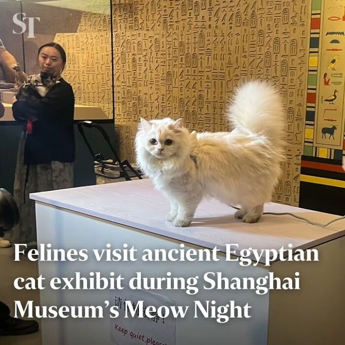97 Fascinating Historical Photos That Might Change Your Perspective On Pets