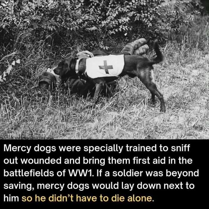 97 Fascinating Historical Photos That Might Change Your Perspective On Pets