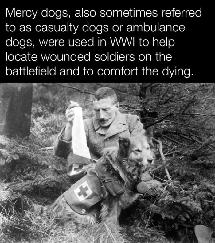 97 Fascinating Historical Photos That Might Change Your Perspective On Pets