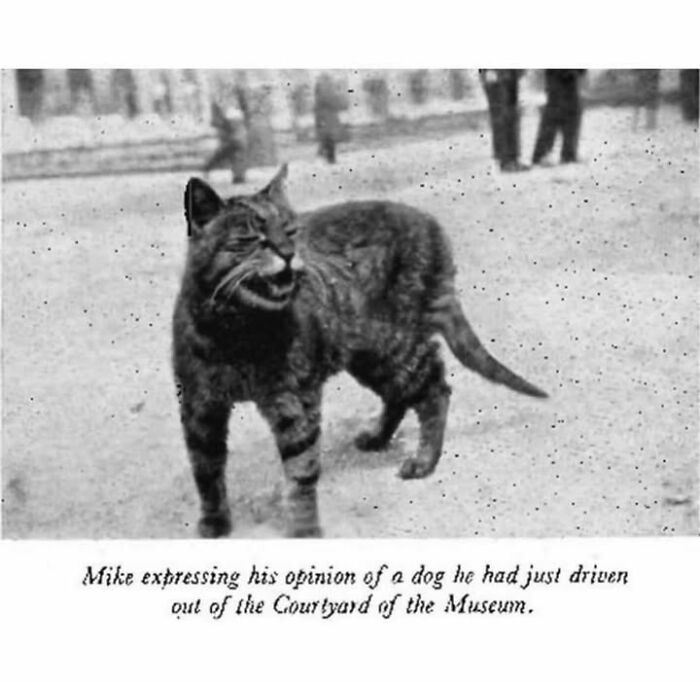 97 Fascinating Historical Photos That Might Change Your Perspective On Pets
