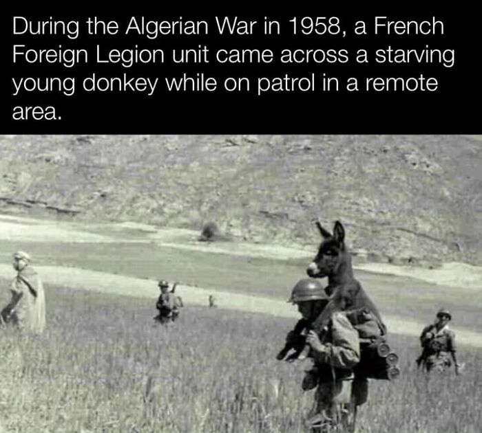 97 Fascinating Historical Photos That Might Change Your Perspective On Pets