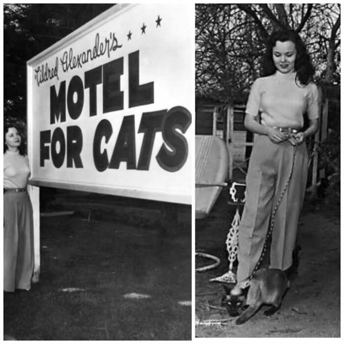 97 Fascinating Historical Photos That Might Change Your Perspective On Pets