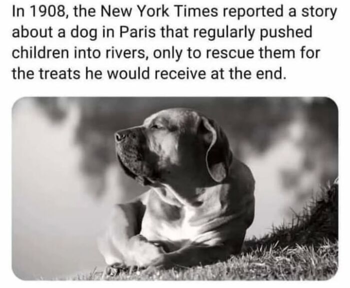 97 Fascinating Historical Photos That Might Change Your Perspective On Pets