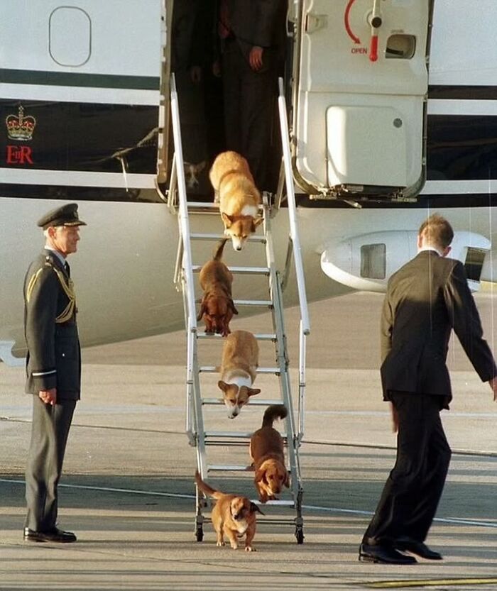 97 Fascinating Historical Photos That Might Change Your Perspective On Pets