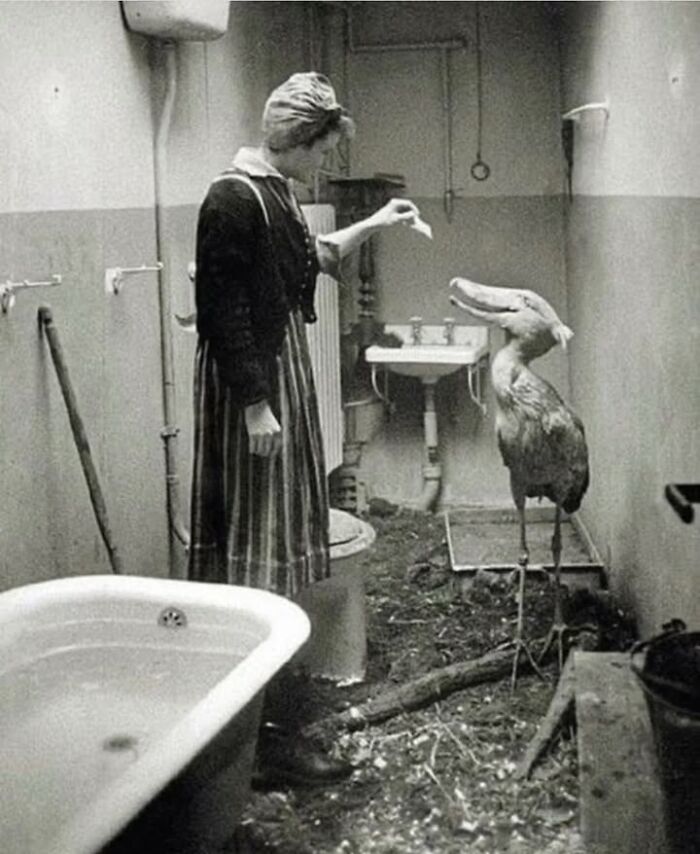 97 Fascinating Historical Photos That Might Change Your Perspective On Pets