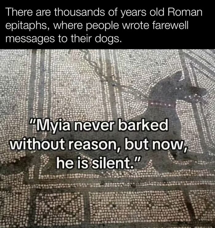 97 Fascinating Historical Photos That Might Change Your Perspective On Pets
