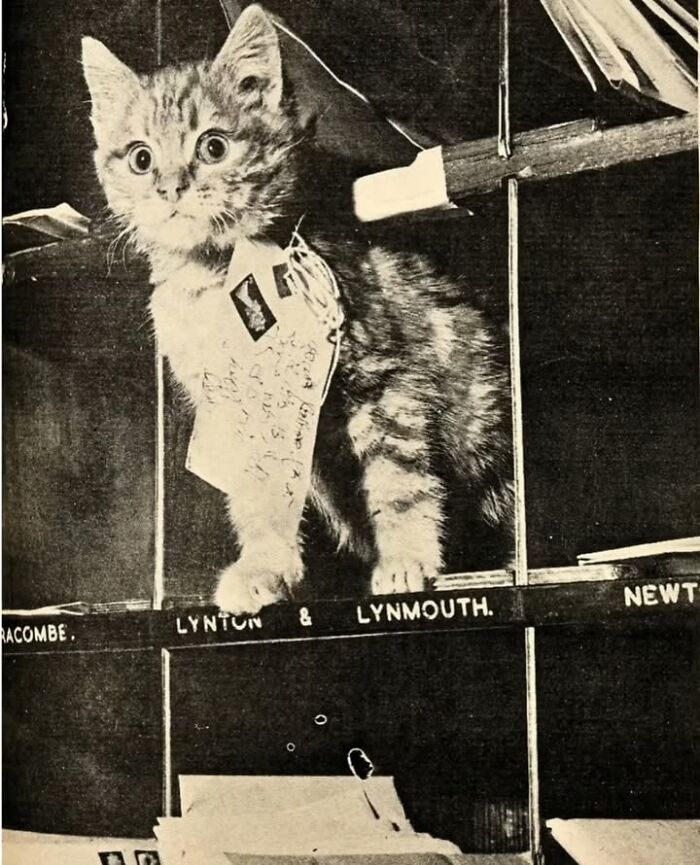 97 Fascinating Historical Photos That Might Change Your Perspective On Pets