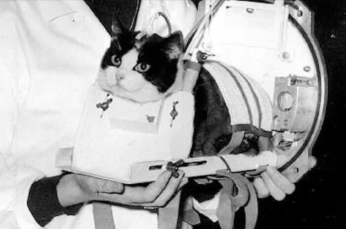 97 Fascinating Historical Photos That Might Change Your Perspective On Pets