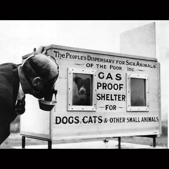 97 Fascinating Historical Photos That Might Change Your Perspective On Pets