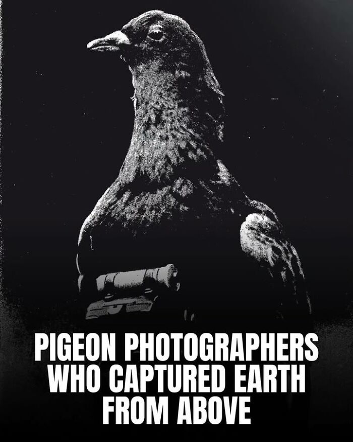 97 Fascinating Historical Photos That Might Change Your Perspective On Pets