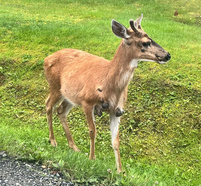&#8220;Mutant Deer&#8221; Spotted With Eerie Flesh Bubbles Increases Fear Of An Animal Outbreak In The US