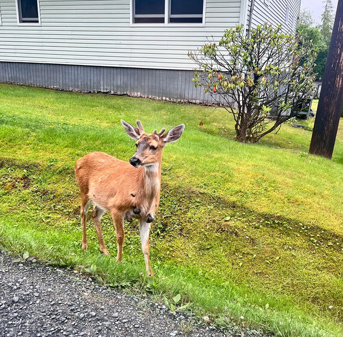 &#8220;Mutant Deer&#8221; Spotted With Eerie Flesh Bubbles Increases Fear Of An Animal Outbreak In The US