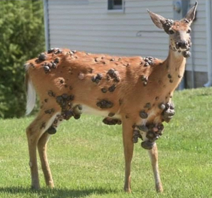 &#8220;Mutant Deer&#8221; Spotted With Eerie Flesh Bubbles Increases Fear Of An Animal Outbreak In The US
