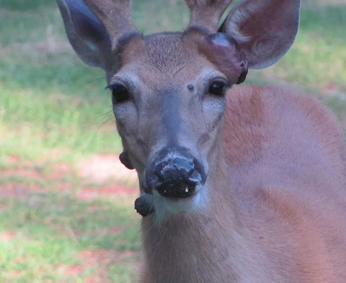 &#8220;Mutant Deer&#8221; Spotted With Eerie Flesh Bubbles Increases Fear Of An Animal Outbreak In The US