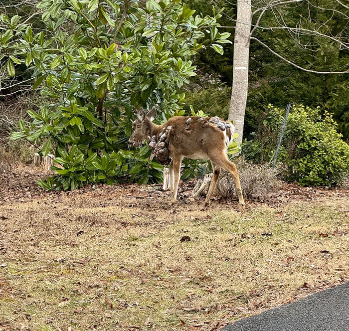 &#8220;Mutant Deer&#8221; Spotted With Eerie Flesh Bubbles Increases Fear Of An Animal Outbreak In The US