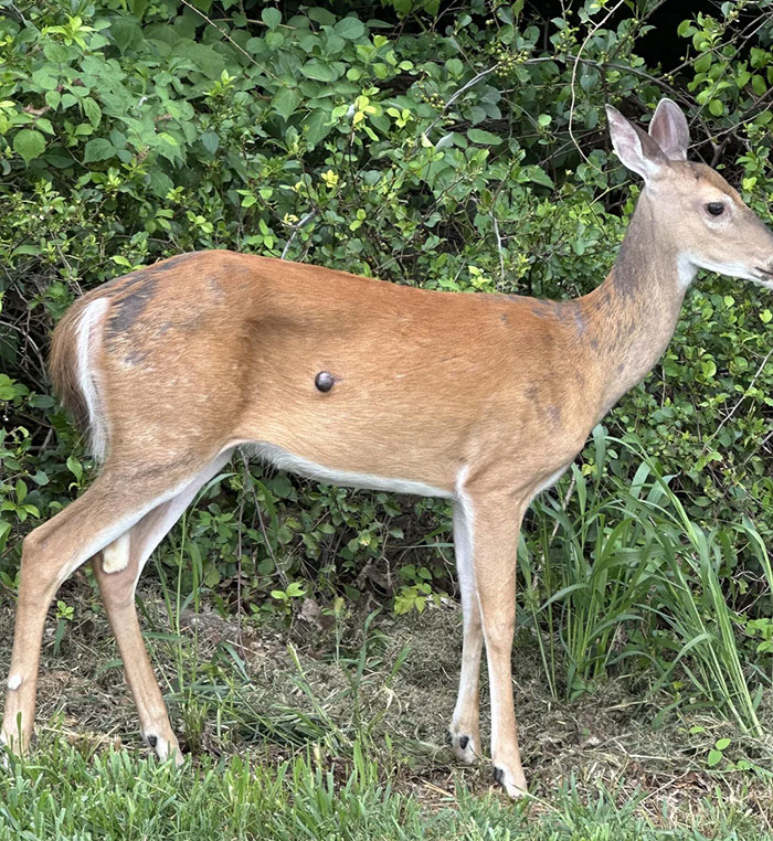&#8220;Mutant Deer&#8221; Spotted With Eerie Flesh Bubbles Increases Fear Of An Animal Outbreak In The US