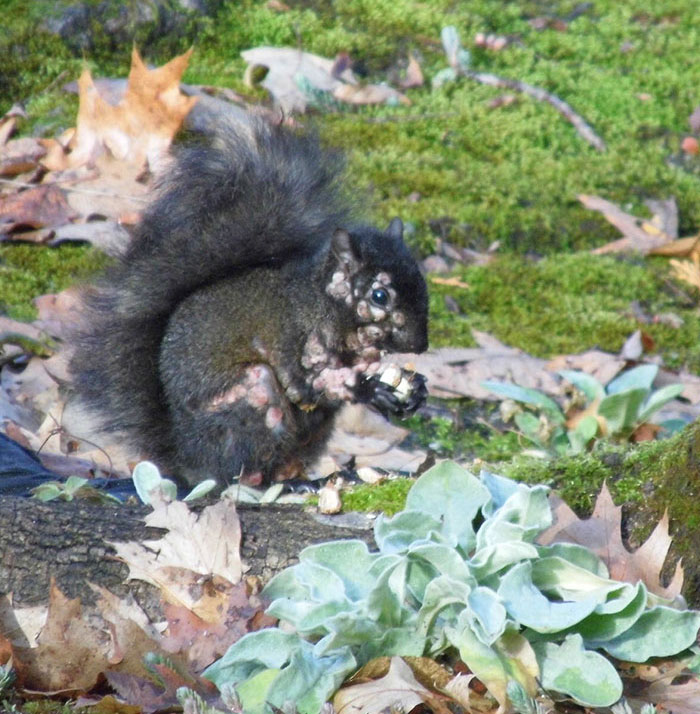 &#8220;Mutant Deer&#8221; Spotted With Eerie Flesh Bubbles Increases Fear Of An Animal Outbreak In The US
