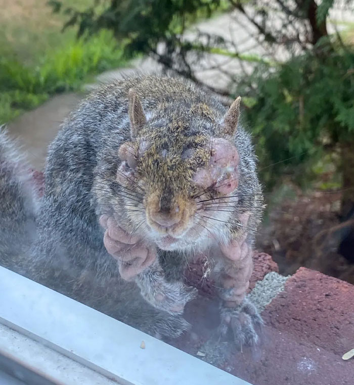 &#8220;Mutant Deer&#8221; Spotted With Eerie Flesh Bubbles Increases Fear Of An Animal Outbreak In The US