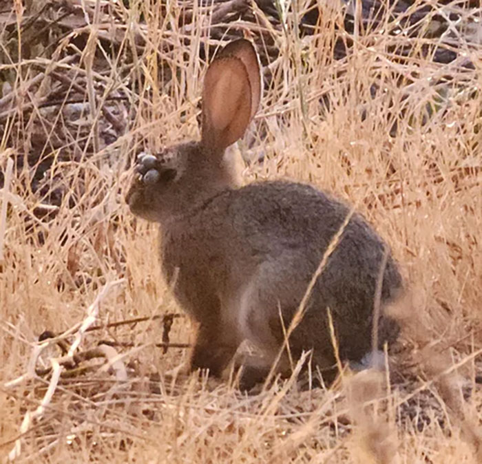 &#8220;Mutant Deer&#8221; Spotted With Eerie Flesh Bubbles Increases Fear Of An Animal Outbreak In The US