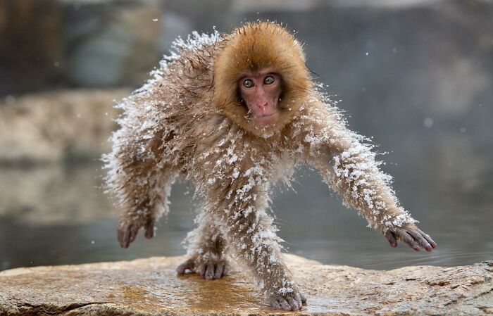 27 Unfiltered Fun Facts About Animals Being Total Weirdos
