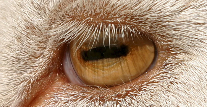 27 Unfiltered Fun Facts About Animals Being Total Weirdos