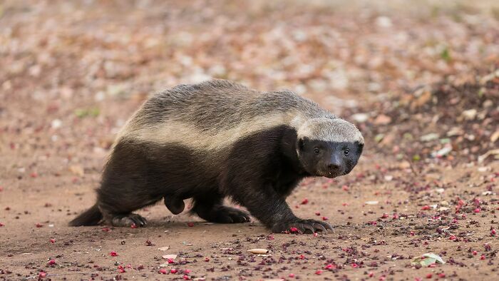 27 Unfiltered Fun Facts About Animals Being Total Weirdos