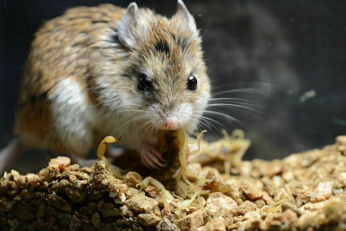 27 Unfiltered Fun Facts About Animals Being Total Weirdos