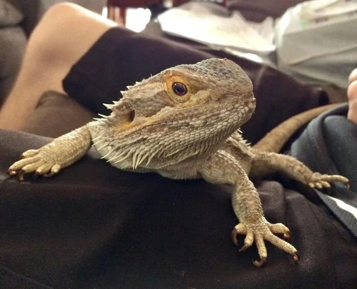 27 Unfiltered Fun Facts About Animals Being Total Weirdos