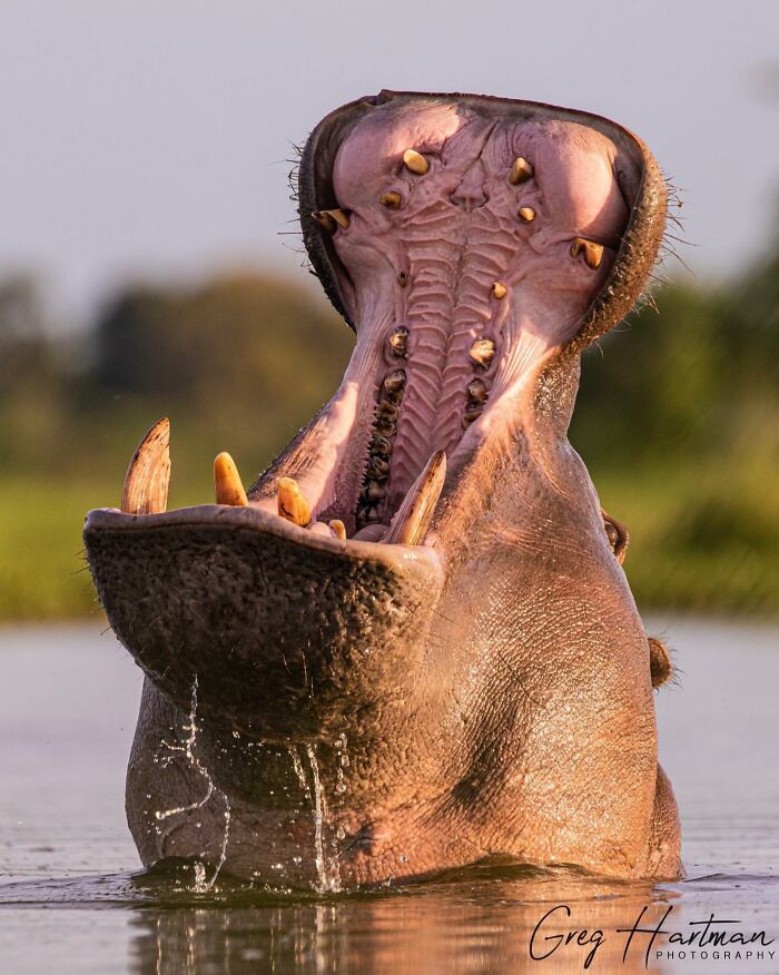 27 Unfiltered Fun Facts About Animals Being Total Weirdos