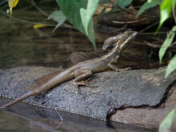 27 Unfiltered Fun Facts About Animals Being Total Weirdos