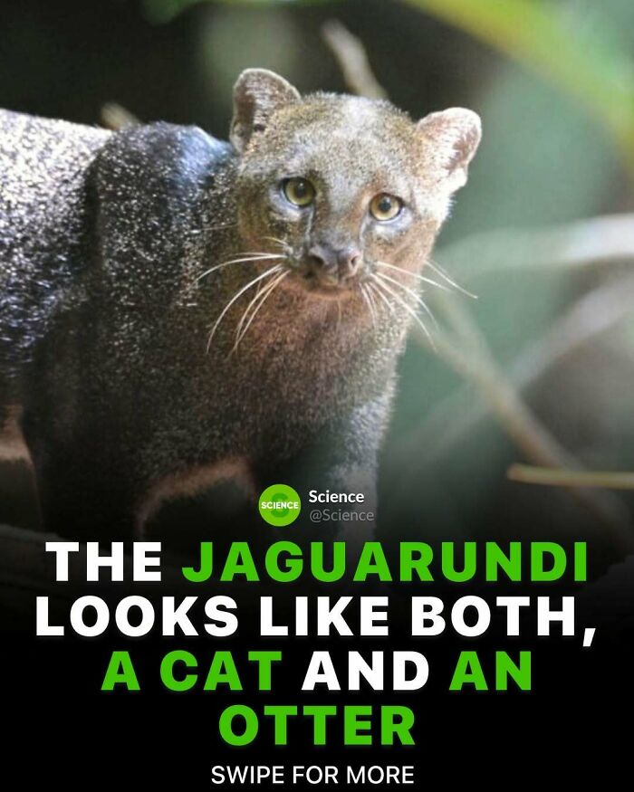 80 Awesome Facts For Those Who Want To Learn Something New