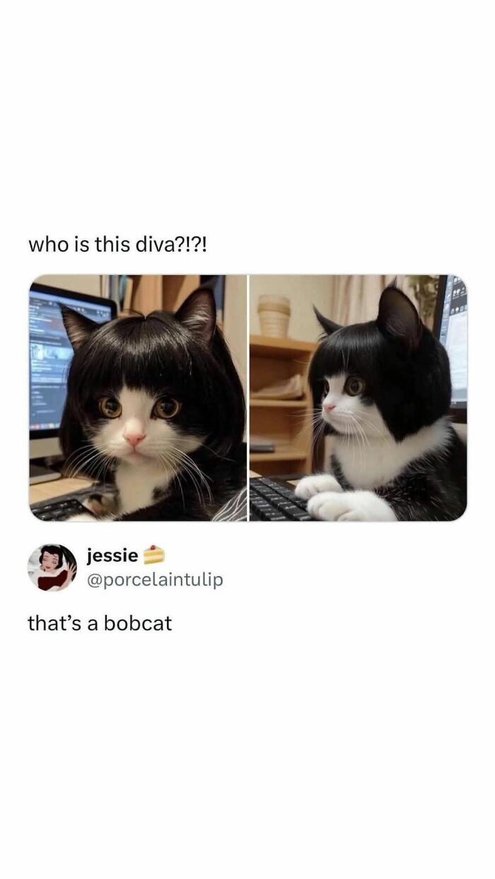 80 Adorable Animal Memes That Should Bring Some Sunshine To Your Day (New Pics)