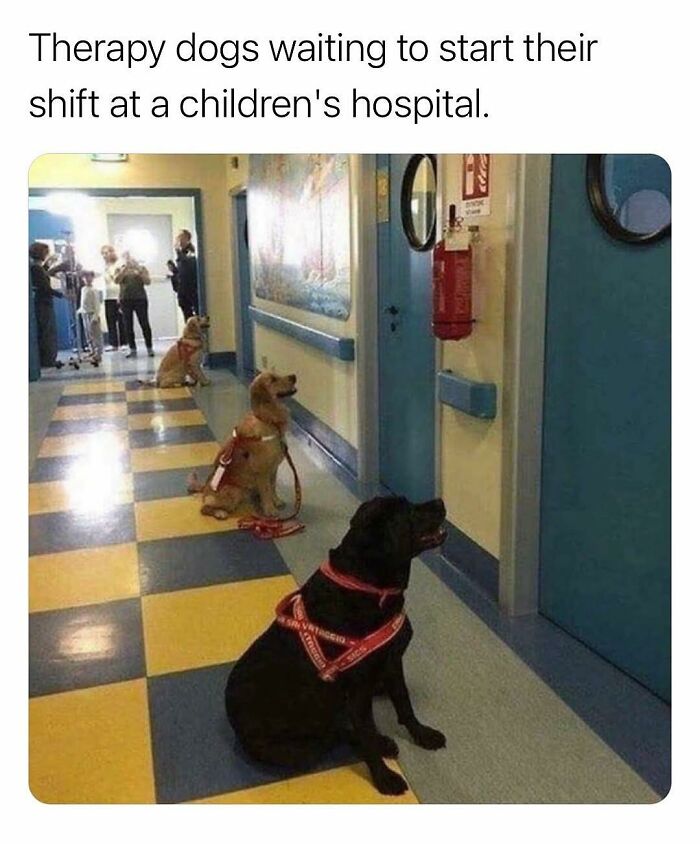 80 Adorable Animal Memes That Should Bring Some Sunshine To Your Day (New Pics)
