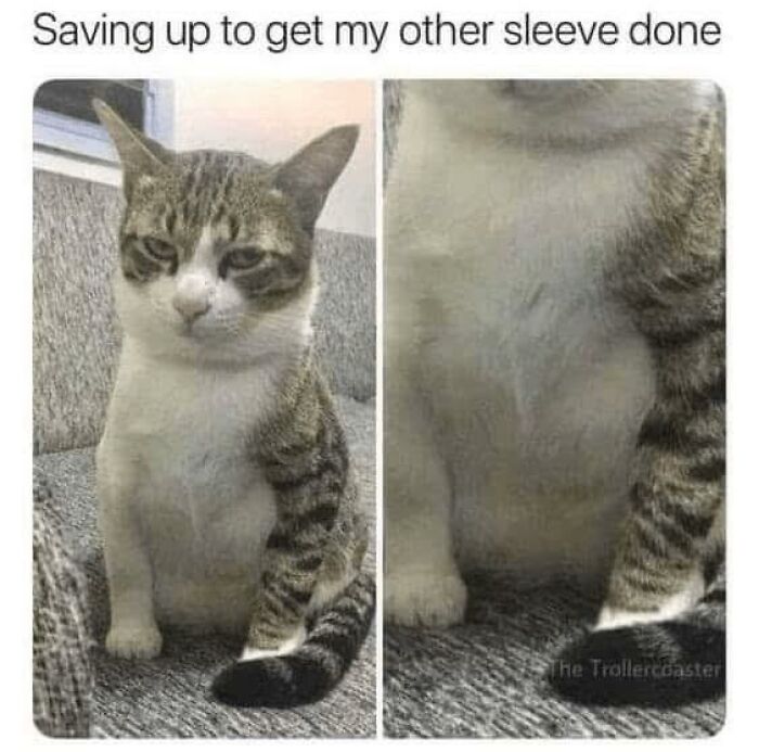 80 Adorable Animal Memes That Should Bring Some Sunshine To Your Day (New Pics)