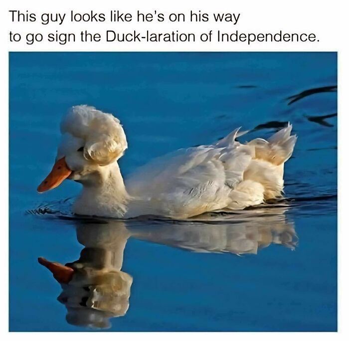80 Adorable Animal Memes That Should Bring Some Sunshine To Your Day (New Pics)