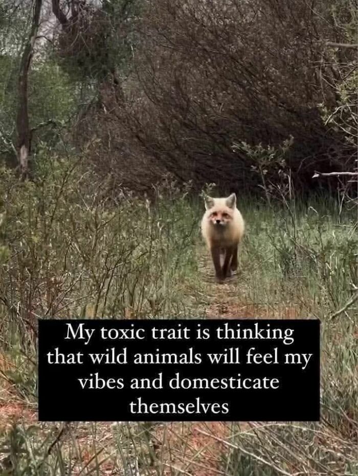 80 Adorable Animal Memes That Should Bring Some Sunshine To Your Day (New Pics)
