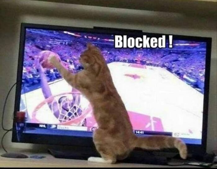 80 Adorable Animal Memes That Should Bring Some Sunshine To Your Day (New Pics)