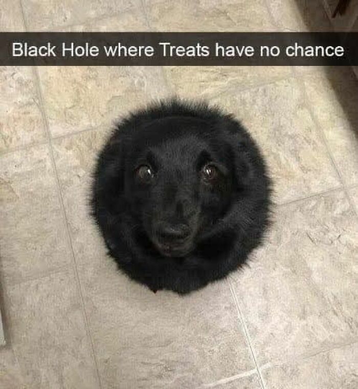 80 Adorable Animal Memes That Should Bring Some Sunshine To Your Day (New Pics)