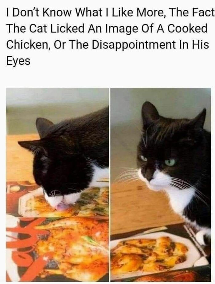 80 Adorable Animal Memes That Should Bring Some Sunshine To Your Day (New Pics)