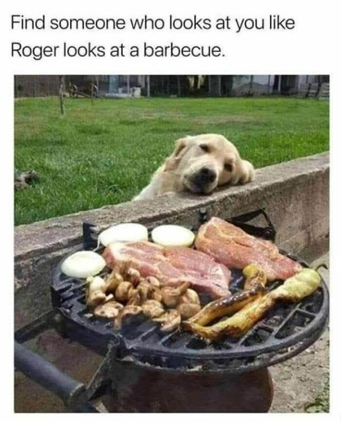 80 Adorable Animal Memes That Should Bring Some Sunshine To Your Day (New Pics)