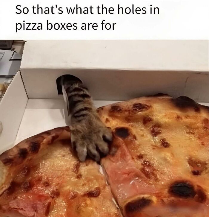 80 Adorable Animal Memes That Should Bring Some Sunshine To Your Day (New Pics)
