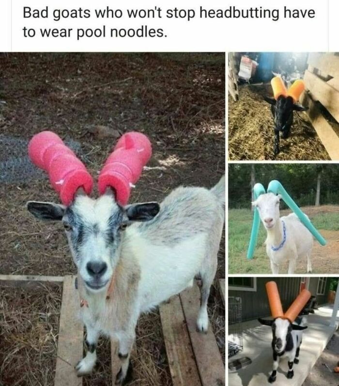 80 Adorable Animal Memes That Should Bring Some Sunshine To Your Day (New Pics)