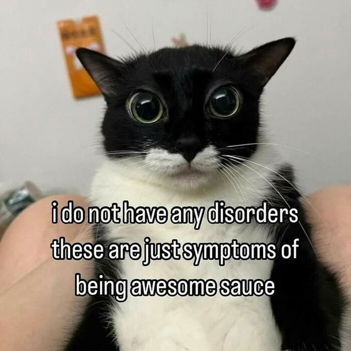 80 Adorable Animal Memes That Should Bring Some Sunshine To Your Day (New Pics)