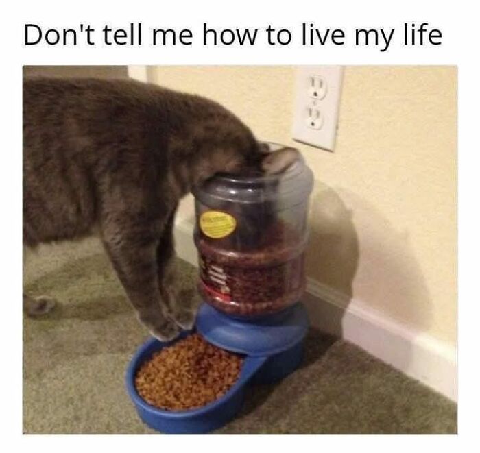 80 Adorable Animal Memes That Should Bring Some Sunshine To Your Day (New Pics)